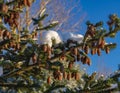 Fir tree branch with lot of cones covered by fresh snow. Royalty Free Stock Photo