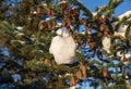 Fir tree branch with lot of cones covered by fresh snow. Royalty Free Stock Photo