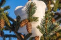 Fir tree branch with lot of cones covered by fresh snow. Royalty Free Stock Photo