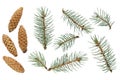 Fir tree branch and pine cone isolated on white background. Cedar branch and cones isolated on white background, flat Royalty Free Stock Photo