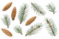 Fir tree branch and pine cone isolated on white background. Set of cones and branches of spruce isolated on white Royalty Free Stock Photo