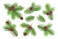 Fir tree branch with pine cones isolated on white background Royalty Free Stock Photo
