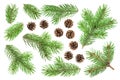 Fir tree branch and pine cones isolated on white background Royalty Free Stock Photo