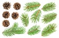 Fir tree branch and pine cones isolated on white background Royalty Free Stock Photo