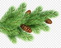 Fir tree branch realistic Christmas illustration