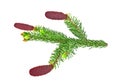 Fir tree branch with red cones isolated on white background Royalty Free Stock Photo