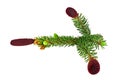 Fir tree branch with red cones isolated on white background Royalty Free Stock Photo