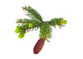 Fir tree branch with red cones isolated on white background Royalty Free Stock Photo