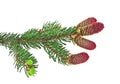 Fir tree branch with red cones isolated on white background Royalty Free Stock Photo