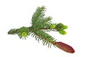 Fir tree branch with red cones isolated on white background Royalty Free Stock Photo