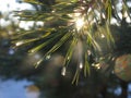 The fir-tree branch sparkling on the sun in ice droplets Royalty Free Stock Photo