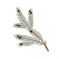 Fir tree branch. Twig of evergreen plant with green needles and small cones. Conifer spruce stem, botanical design