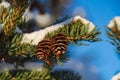 Fir tree branch with two small cones covered by fresh snow Royalty Free Stock Photo