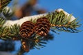 Fir tree branch with two small cones covered by fresh snow Royalty Free Stock Photo