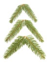 Fir tree