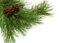 Close up of fir tree branch isolated on white background without shadow. Pine branch with cones, close-up. Christmas. New Year. Royalty Free Stock Photo