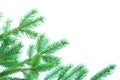 Fir tree branches Royalty Free Stock Photo