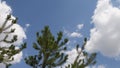 Fir tree branches against blue sky background with white clouds Royalty Free Stock Photo