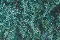 Fir tree branches background. Shallow focus. Fluffy fir tree brunch close up.