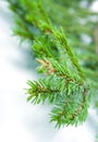 Fir tree branches, christmas decoration. Royalty Free Stock Photo