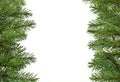 Fir tree branches, christmas decoration Royalty Free Stock Photo