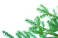 Fir tree branches Royalty Free Stock Photo