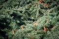 Fir tree branches with cones texture Royalty Free Stock Photo