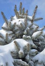 Spruce branches covered with snow Royalty Free Stock Photo