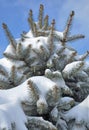 Spruce branches covered with snow