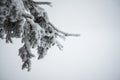 Fir tree branches covered in white snow - horizontal winter Royalty Free Stock Photo