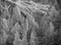 Fir tree branches dripping water drops against green background in a rainy day . Black and white photo Royalty Free Stock Photo