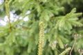 Fir-tree branches green natural background