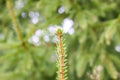 Fir-tree branches green natural background