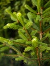 Fir tree branches with new needles Royalty Free Stock Photo