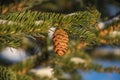 Fir tree branches with one cone covered by fresh snow. Royalty Free Stock Photo