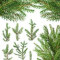 Fir tree branches Royalty Free Stock Photo