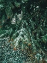 Fir tree branches with snow