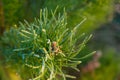 The fir-tree branches sparkling on the sun in ice droplets. Greenish autumn blurred background with sun. White frost on Royalty Free Stock Photo