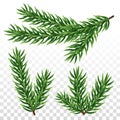 Fir tree branches on transparent background. Set of spruce color twigs. Christmas or New Year design elements. Isolated vector Royalty Free Stock Photo