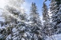 Fir tree branches under a huge layer of snowflakes close up. Frozen tree branch in winter forest, natural background Royalty Free Stock Photo