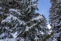 Fir tree branches under a huge layer of snowflakes close up. Frozen tree branch in winter forest, natural background Royalty Free Stock Photo