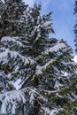 Fir tree branches under a huge layer of snowflakes close up. Frozen tree branch in winter forest, natural background Royalty Free Stock Photo