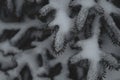 Fir tree branches under the snow. snowy pine tree Royalty Free Stock Photo