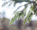 Fir tree branches wet after the rain Royalty Free Stock Photo