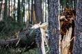 Fir tree broken after a windbreak in the forest Royalty Free Stock Photo