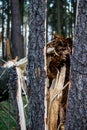 Fir tree broken after a windbreak in the forest Royalty Free Stock Photo