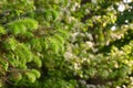 Fir tree brunch close up. Fluffy fir tree brunch in public park on an early sunny warm morning Royalty Free Stock Photo