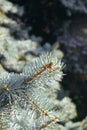 Fir tree brunch close up. Fluffy fir tree brunch in public park on an early sunny warm morning Royalty Free Stock Photo