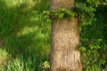 Fir tree brunch close up. Fluffy fir tree brunch in public park on an early sunny warm morning Royalty Free Stock Photo