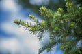 Fir tree brunch close up. Fluffy fir tree brunch close up Royalty Free Stock Photo